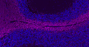 MBP Rabbit Polyclonal Antibody