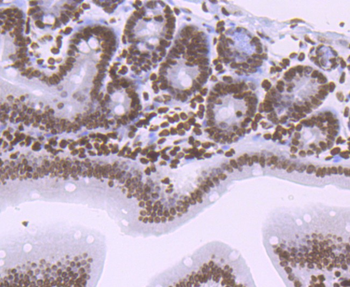 Histone H1.2 Recombinant Rabbit Monoclonal Antibody