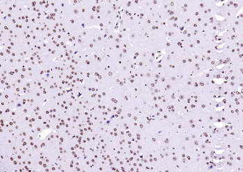 Streptavidin, HRP conjugated