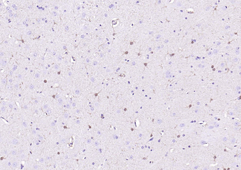 Streptavidin, HRP conjugated