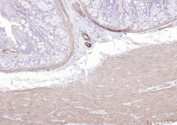 Streptavidin, HRP conjugated
