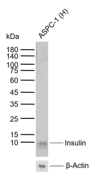 Insulin Mouse Monoclonal Antibody