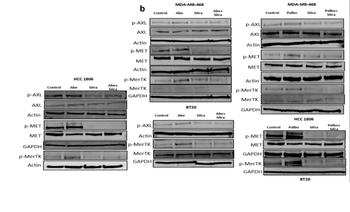 MerTK Tyr749/753/754 Antibody