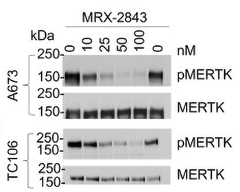 MerTK Tyr749/753/754 Antibody