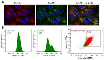 CD133 Antibody