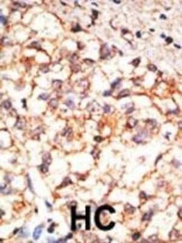 CD133 Antibody