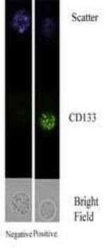 CD133 Antibody