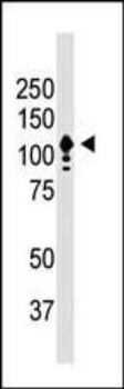 CD133 Antibody