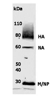 Influenza A [H1N1] Antibody