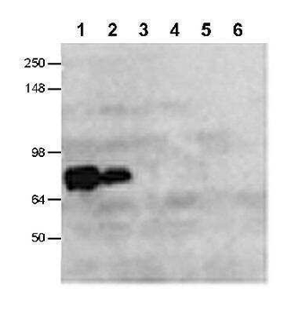 CLAC-P (NC3 region) Antibody