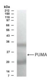 PUMA Antibody