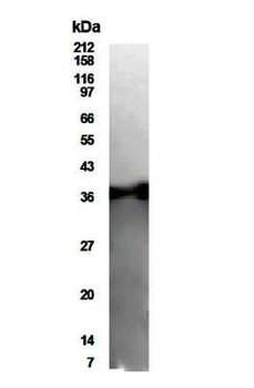 MAP1 Antibody