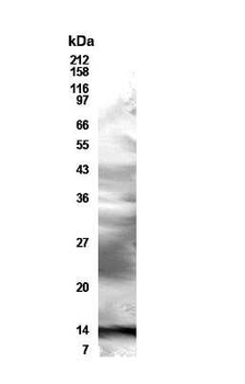 Resistin Antibody