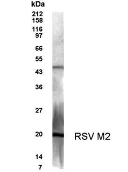 RSV M2 Protein Antibody