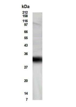 ACT Antibody
