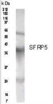 SFRP5 Antibody