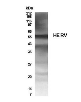 HERV Antibody