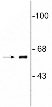 COBRA1 (NELF-B) Antibody