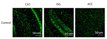Connexin 43 Antibody