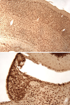 CREB (Ser133) Antibody