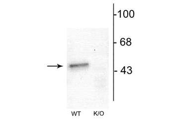 GABAA Receptor α1, N-Terminus Antibody