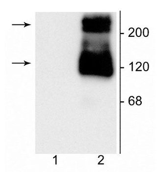 Metabotropic Glutamate Receptor 1a Antibody