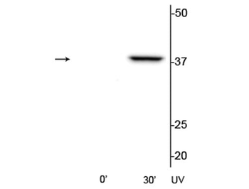 p38 MAPK (Thr180/Tyr182) Antibody