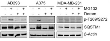p62 (Thr269, Ser272) Antibody