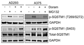 p62 (Thr269, Ser272) Antibody