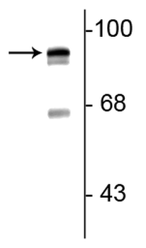 Periostin C-terminal Antibody