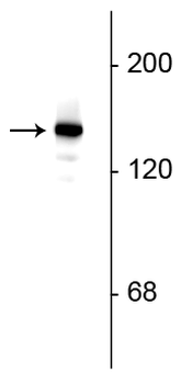 Synaptojanin 1 Antibody