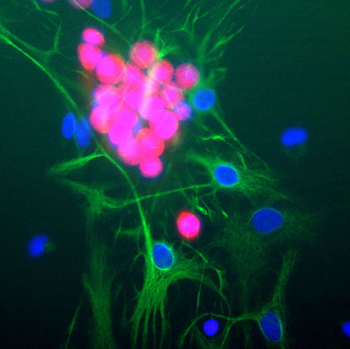 FOX3 (NeuN) Antibody