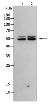 RUNX2 Rabbit Polyclonal Antibody