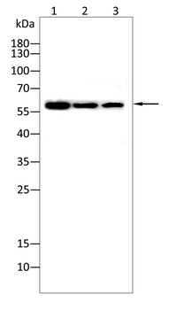 RUNX2 Rabbit Polyclonal Antibody