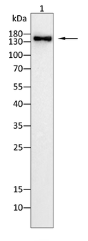 EGFR Antibody