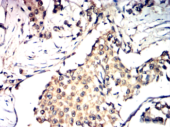 AQP7 Rabbit Polyclonal Antibody