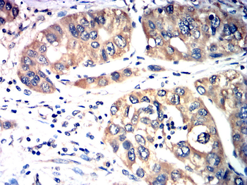 AQP7 Rabbit Polyclonal Antibody