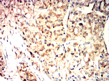 AQP7 Rabbit Polyclonal Antibody