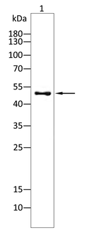 CCNA2 Antibody