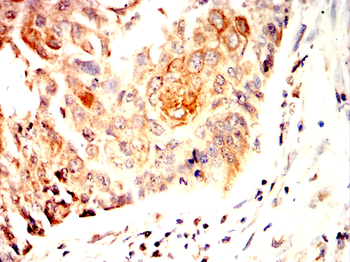 RhoA Rabbit Polyclonal Antibody