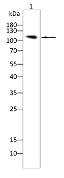 ANPEP Antibody
