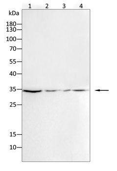SOX2 Rabbit Polyclonal Antibody