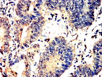 HIF-1 beta Rabbit Polyclonal Antibody