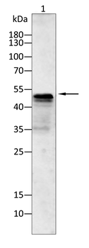 HIF-1 beta Rabbit Polyclonal Antibody