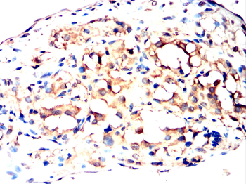 ISG15 Antibody