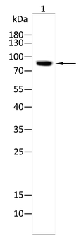 MCM3 Antibody