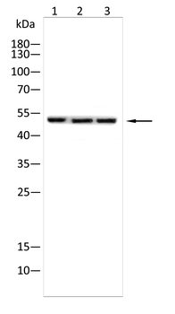 ULK3 Antibody