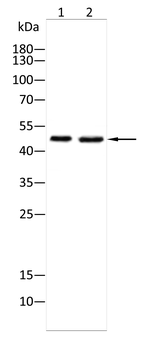 TERF2IP Antibody