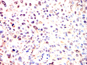 BHLHE41 Rabbit Polyclonal Antibody