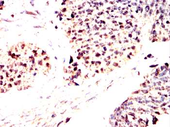 BHLHE41 Rabbit Polyclonal Antibody
